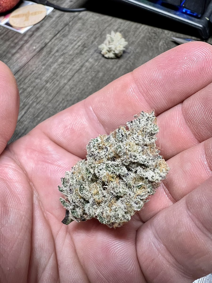 1ceCreaman's tweet photo. Some Frosty Deluxe Sugarcane from @InhouseGenetics 🥶🥶🥶 #cannabis #craftcannabis #CannabisCommunity #craftgrower #Frosteebudz https://t.co/fmlnIglvUC