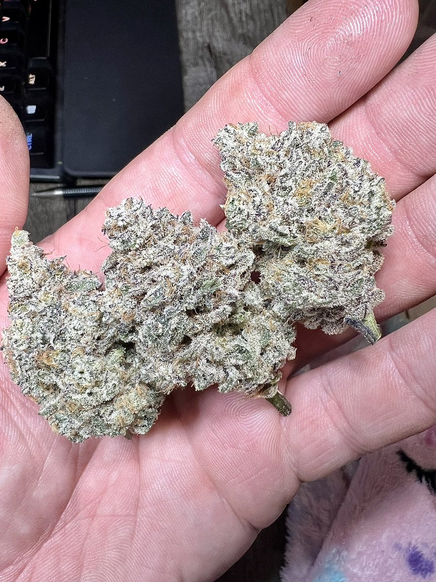 1ceCreaman's tweet photo. Some Frosty Deluxe Sugarcane from @InhouseGenetics 🥶🥶🥶 #cannabis #craftcannabis #CannabisCommunity #craftgrower #Frosteebudz https://t.co/fmlnIglvUC