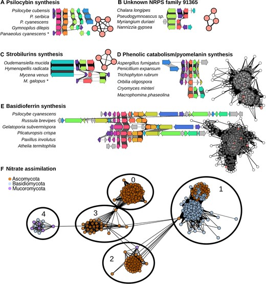 CLOCI: unveiling cryptic fungal gene clusters with generalized detection academic.oup.com/nar/article/52…