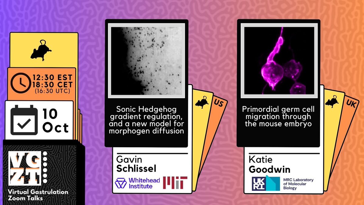Virtual Gastrulation Zoom Talks (@vgzt2020_21) on Twitter photo Mark your calendar for the start of SEASON 6 🗓️🌟 Join us as we dive into cutting-edge topics:
- A new model for morphogen diffusion with Gavin Schlissel 🐭
- Primordial germ cell migration with <a href="/katie_e_goodwin/">katie goodwin</a> 🐭
🗓️ Oct 10, 12:30 EST / 18:30 CET / 16:30 UTC 🕥 Mark your calendar for the start of SEASON 6 🗓️🌟 Join us as we dive into cutting-edge topics:
- A new model for morphogen diffusion with Gavin Schlissel 🐭
- Primordial germ cell migration with <a href="/katie_e_goodwin/">katie goodwin</a> 🐭
🗓️ Oct 10, 12:30 EST / 18:30 CET / 16:30 UTC 🕥