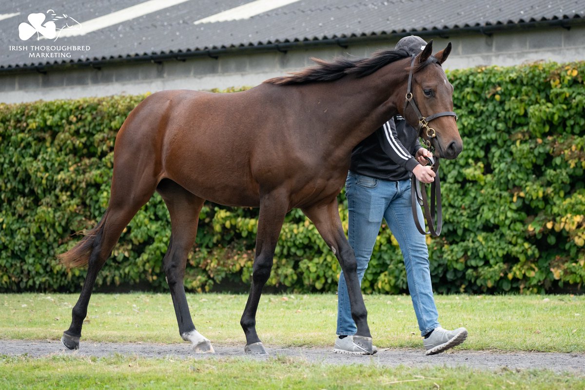 ITM (@irethoroughbred) on Twitter photo .<a href="/paddytwomey/">Paddy</a> G1 Irish Oaks-placed PURPLE LILY (IRE) was twice sold <a href="/Tattersalls_ie/">Tattersalls Ireland</a>.
Could lightning strike twice as her half-sis by <a href="/HoStud/">Tally-Ho Stud</a> Cotai Glory sells as Lot 4⃣7⃣8⃣ from <a href="/ClonbonnyStud/">Clonbonny Stud</a> at this week's Sept Yearling Sale? ⚡️⚡️
🗓️ 10am 24-26 Sept
📖 Part One: .<a href="/paddytwomey/">Paddy</a> G1 Irish Oaks-placed PURPLE LILY (IRE) was twice sold <a href="/Tattersalls_ie/">Tattersalls Ireland</a>.
Could lightning strike twice as her half-sis by <a href="/HoStud/">Tally-Ho Stud</a> Cotai Glory sells as Lot 4⃣7⃣8⃣ from <a href="/ClonbonnyStud/">Clonbonny Stud</a> at this week's Sept Yearling Sale? ⚡️⚡️
🗓️ 10am 24-26 Sept
📖 Part One: