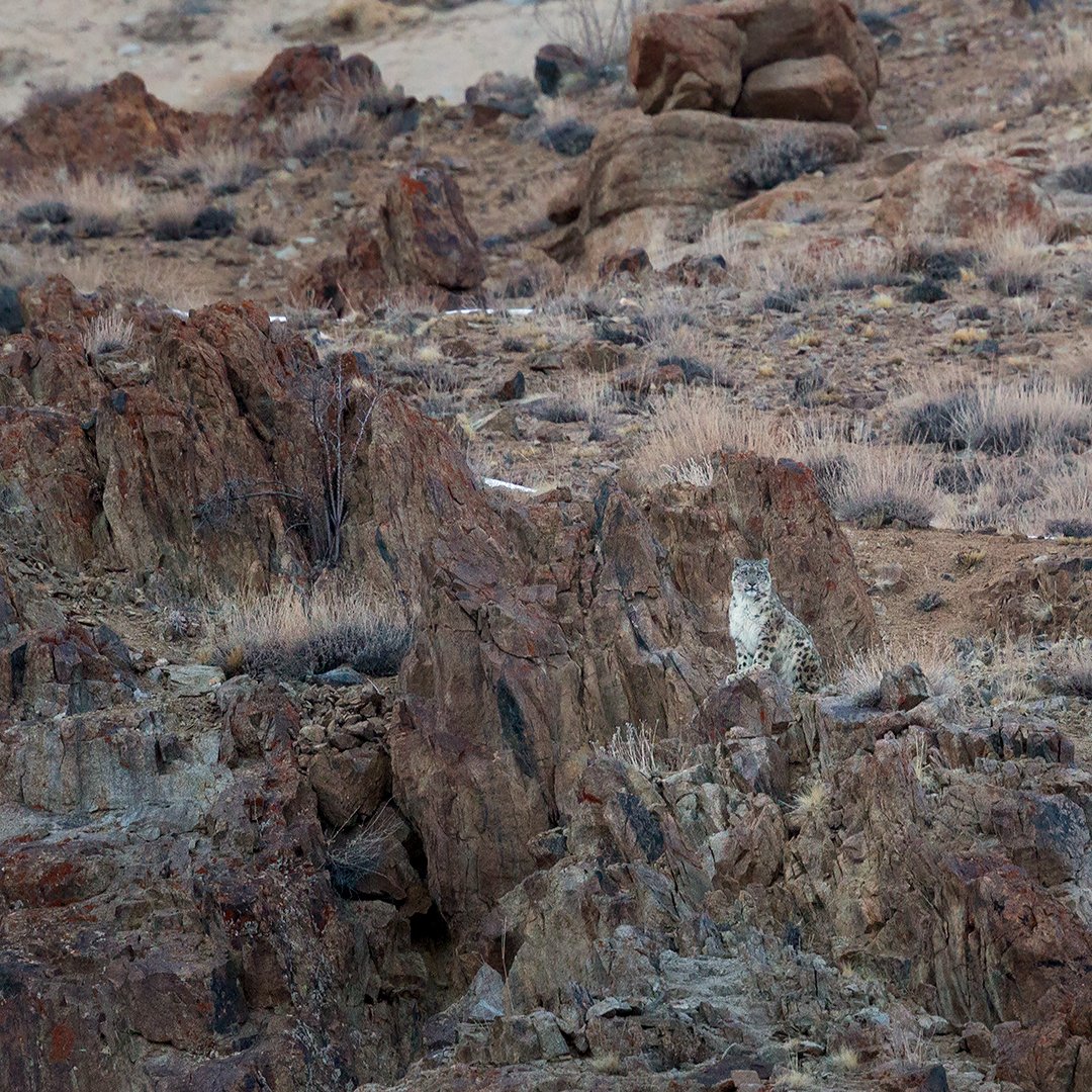 Arindam_Bh's tweet photo. Sharing a couple of images from my archive of the Snow Leopard trek in the Ladakh Himalayas from a few years ago.
@wti_org_india @NatGeoMag @WildlifeMag @BBCEarth @snowleopards @SnowLeopardNet @SnowLeopardHope #snowleopard https://t.co/iiTBcsP3un
