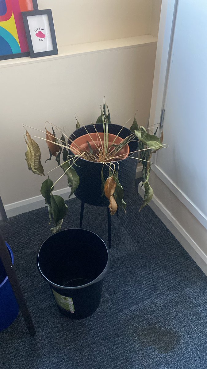Hoping my office plant isn’t an omen for how this semester is going to go 😅