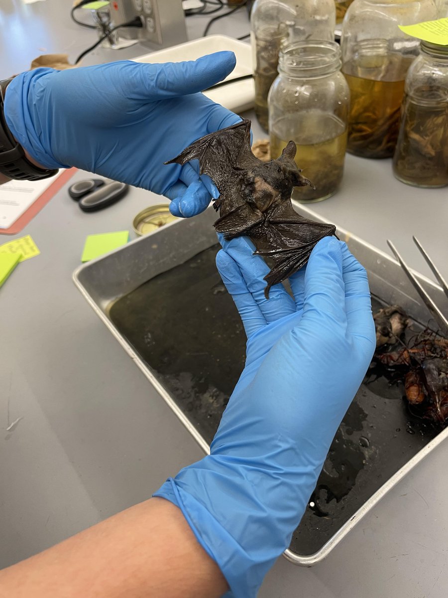 Processing samples from mid-1990's drift fences built for surveys of potential red-cockaded woodpecker habitat. As such, there are herps, inverts, and some rodents in these samples…but a bat?! #museum #mammalogy #herpetology
