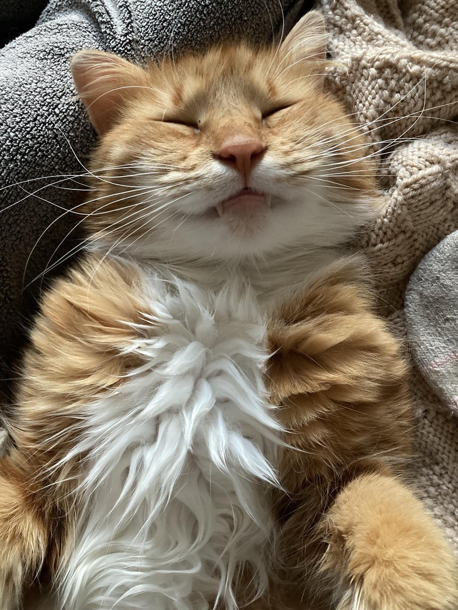 Angela Rose tweet media