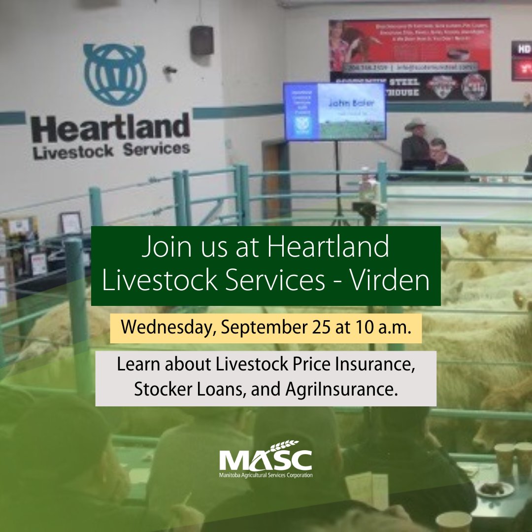 MASC_MB's tweet photo. Heartland Livestock Services in Virden will be hosting a presort feeder sale, Wednesday September 25 at 10 a.m. We'll be on site to answer your questions regarding #LivestockPriceInsurance, Stocker Loans, &amp; AgriInsurance. Learn how we can support your operation. | #MBBeef #MBAg https://t.co/wsEQmcGH02