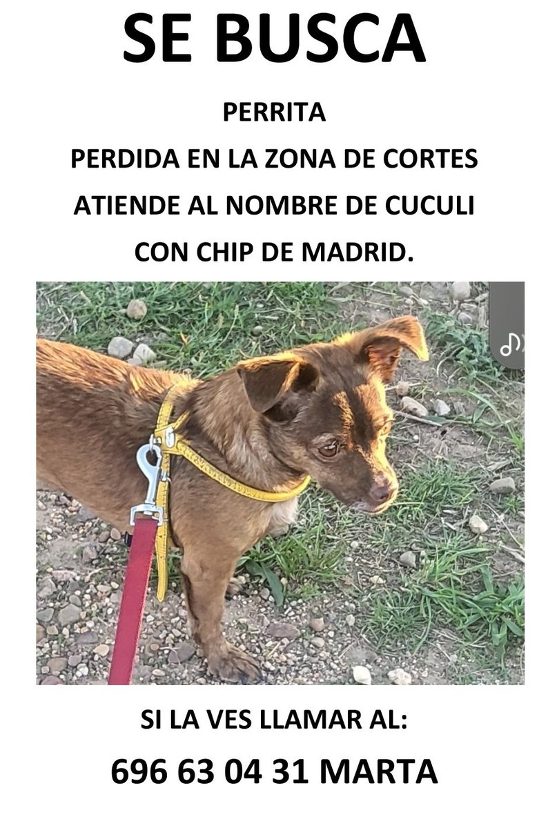 Nos piden dar difusión de este aviso y a ver si entre tod@s podemos localizar a CUCULI, una perrita que se ha extraviado por el entorno del Barrio de Cortes.
 Si la localizan pueden dar aviso al teléfono que figura en la foto o en el 092.