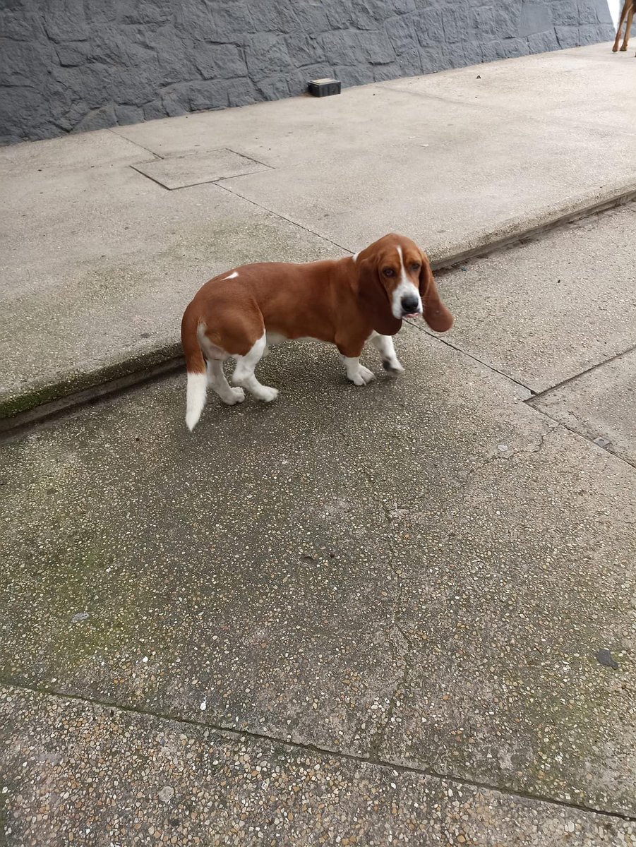 AlcanceDiario's tweet image. #ReporteCiudadano 🚨 Dos #perritos aparentemente perdidos deambulan por la Facultad de Ciencias de la #Computación de la #BUAP 
🚨 #Comparte para que regresen a su hogar 🐶