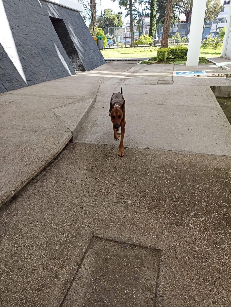 AlcanceDiario's tweet image. #ReporteCiudadano 🚨 Dos #perritos aparentemente perdidos deambulan por la Facultad de Ciencias de la #Computación de la #BUAP 
🚨 #Comparte para que regresen a su hogar 🐶