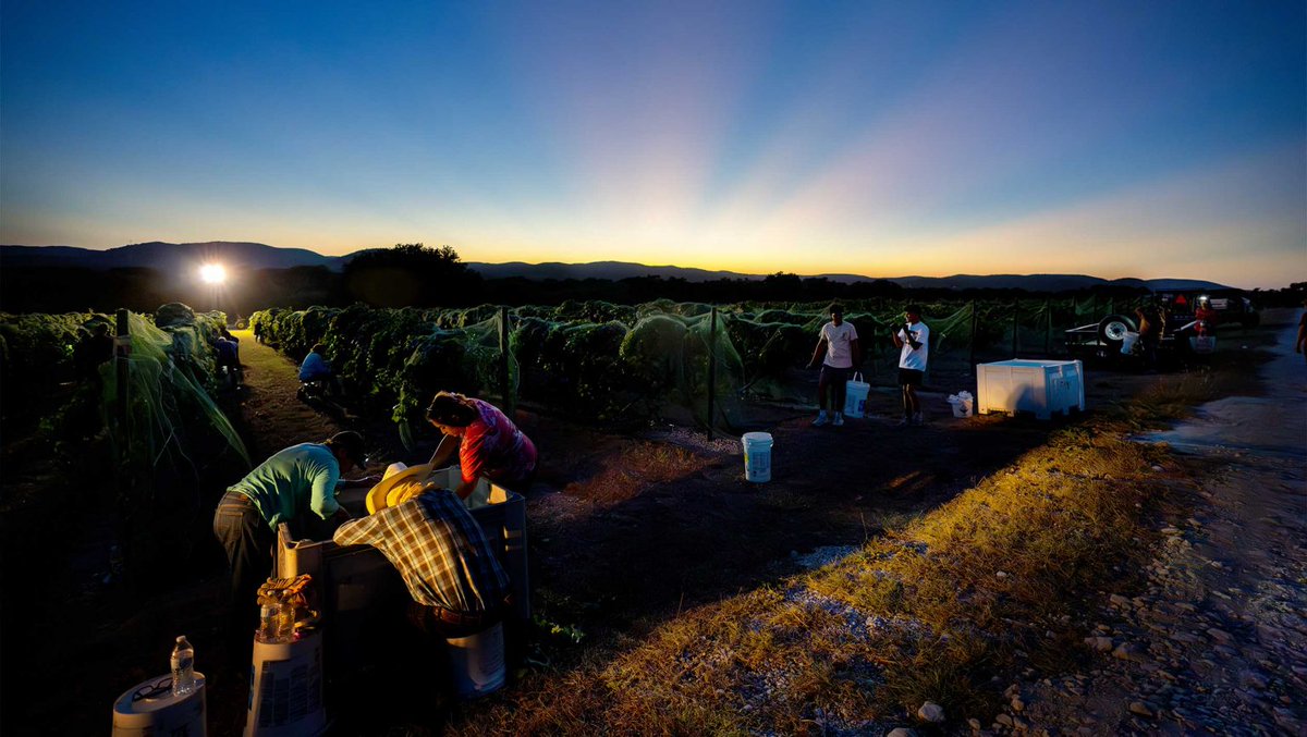 The Science of Heat Stress in Grapevines dlvr.it/TDb2Sw