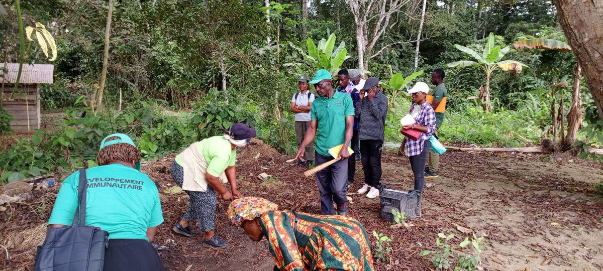 WWFGabon's tweet photo. @WWFGabon et #CIBEL forment les pépiniéristes des forêts communautaires de Nze Vatican, Massaha, Lassio et Ebyeng pour renforcer la gestion durable des pépinières et des forêts.Une initiative qui place les communautés au cœur de la #Conservation.
👉🌐https://t.co/PJdnfCKjWk https://t.co/ZDN1nGgs4B