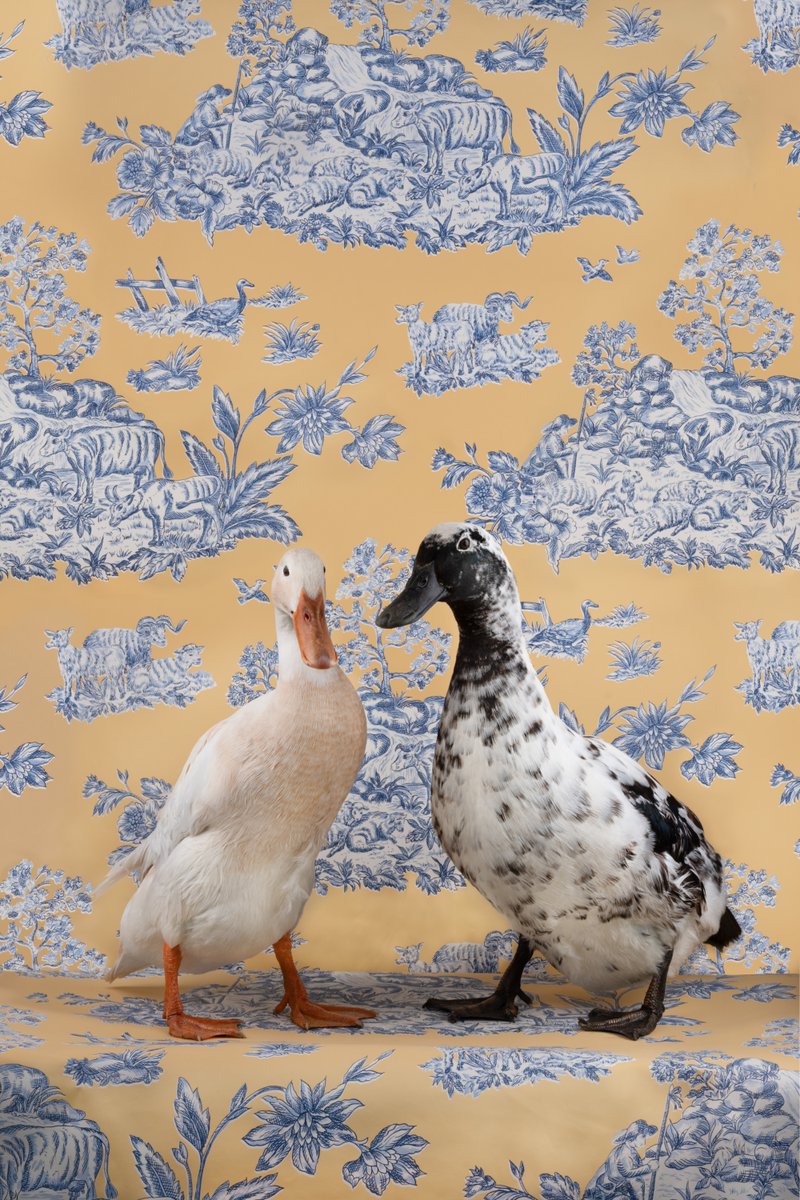 This Wednesday, Claire Rosen the award-winning artist will present at PROJECTIONS. 

Claire will share with us the stories behind her images featuring animals presented in fantastical anthropomorphized settings. 

We present at 7:00pm EST via Zoom: us06web.zoom.us/j/6692503751