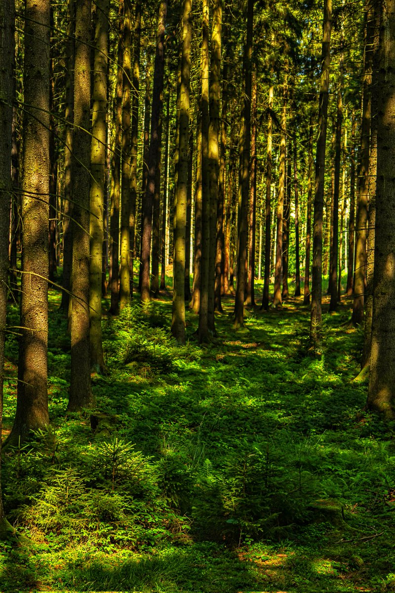 AntartFoto's tweet photo. #forest #NaturePhotography https://t.co/Zcw402snja
