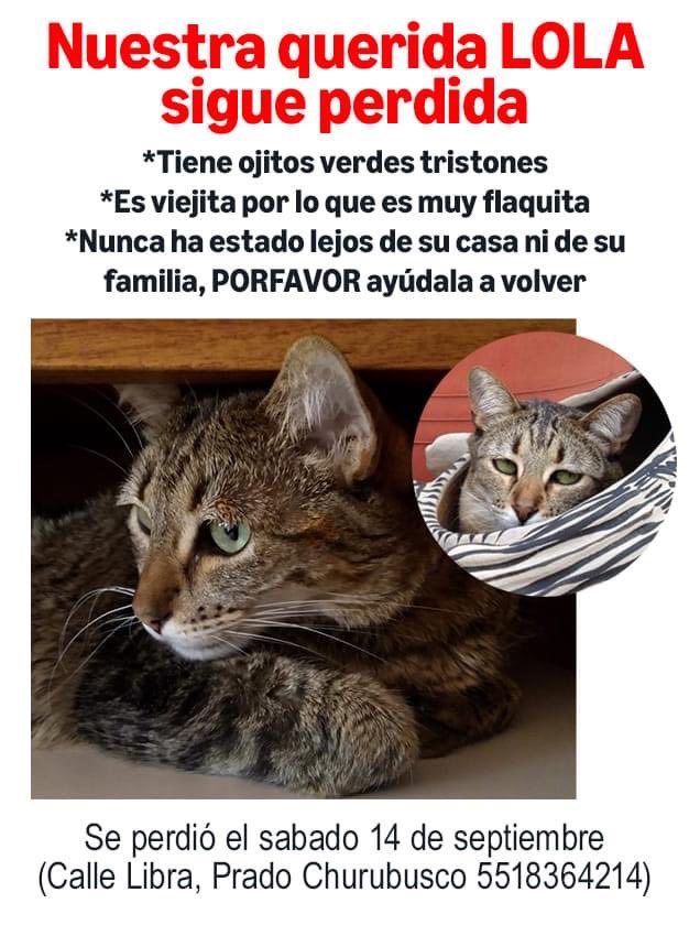 MascotasSismo's tweet photo. #Extraviada Lola, gata atigrada/rayada parda (cafe con rayas negras(. Pelo corto, ojos verdes. Flaquita, de edad madura. Se perdió 14/sep/24 en calle Libra, Prado Churubusco, Coyoacán, CDMX. https://t.co/EVqGVG1t4J