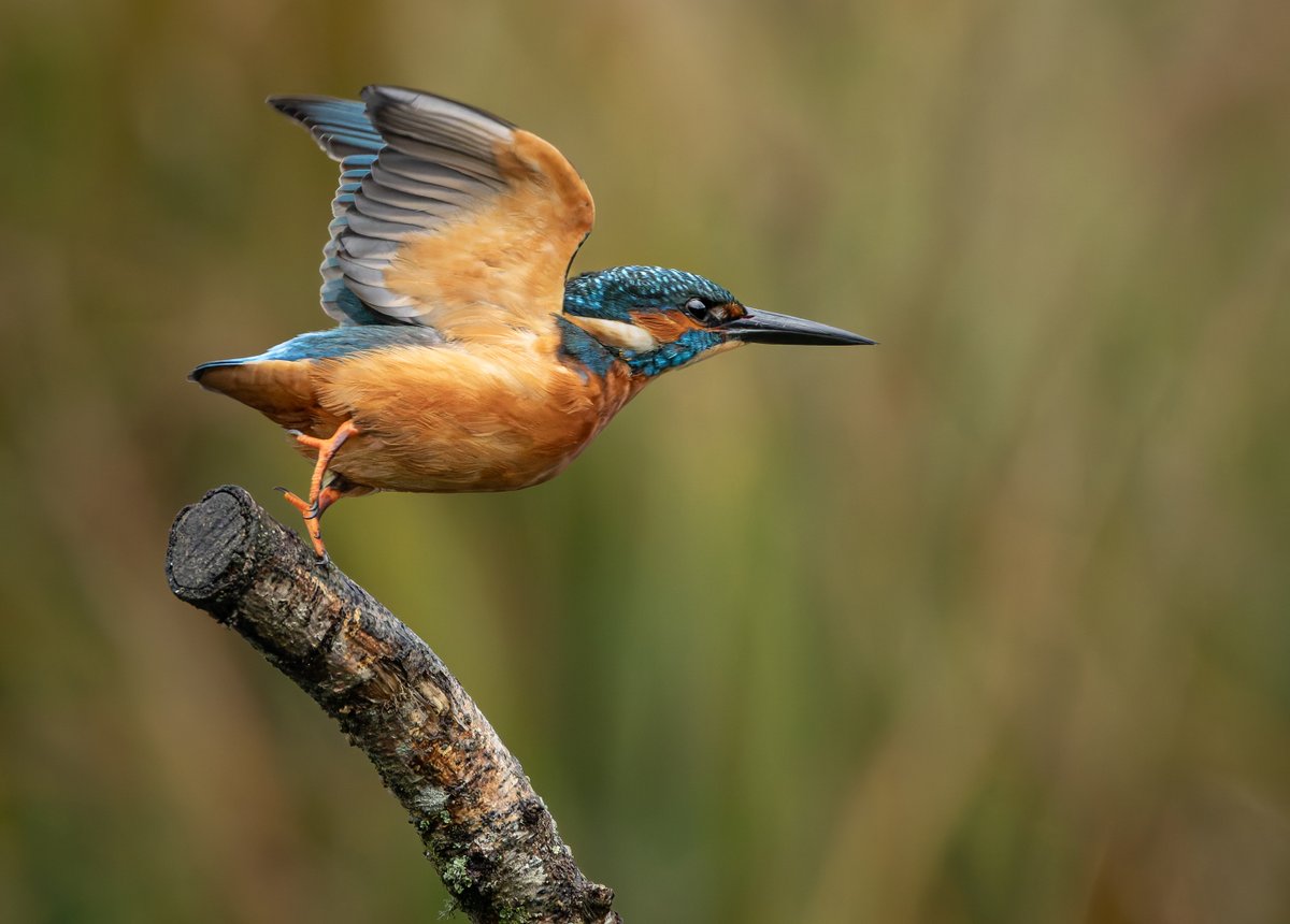 Kingfisher at Titchfield Haven yesterday.