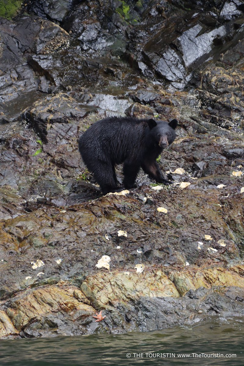 DoroLef's tweet photo. @LiveaMemory @intheolivegrov1 @obligatraveler @OdetteDunn @pipeaway_travel @SleepingBearNPS @naturetechfam @TravelBugsWorld @magee333 @sl2016_sl @LindaPeters64 @TravelAtWill Travel Canada. I saw these magnificent bears in different locations while I was on stunning Vancouver Island. Black bears in Tofino and Campbell River, and Grizzly Bears in Knight Inlet 😍🐻

#top4bears https://t.co/aXrVVMgAOn