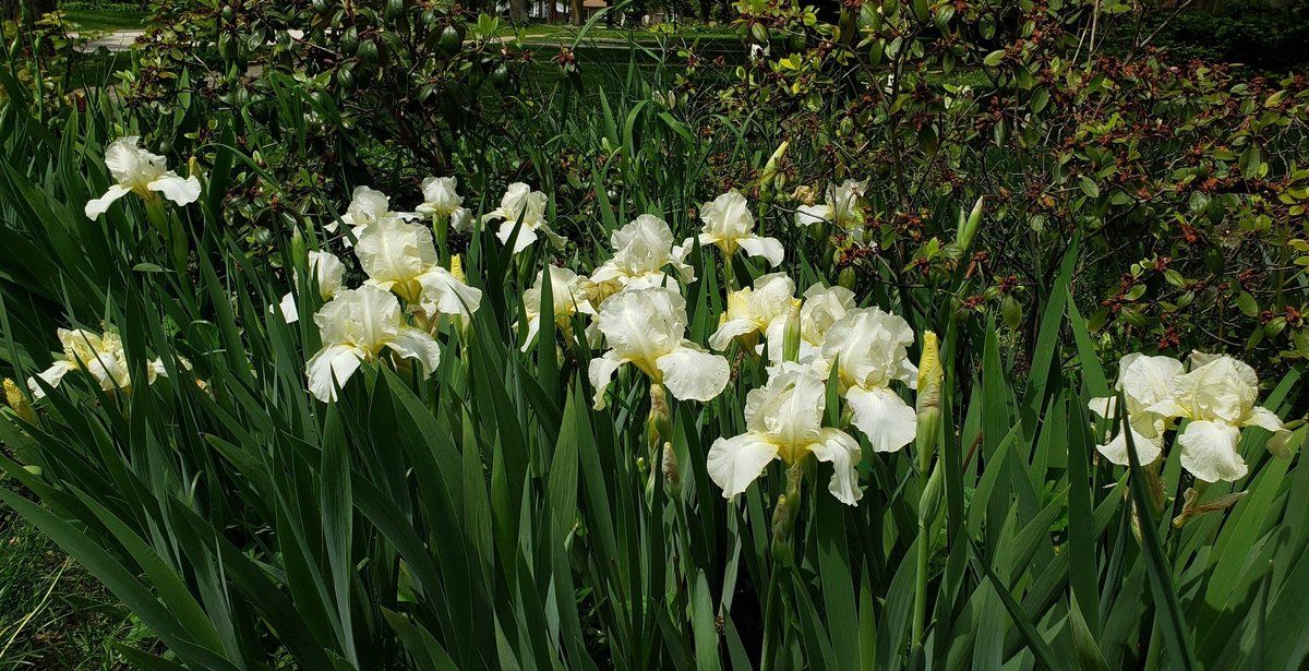Thought I'd do some #FlowerHunting &amp; Reblooming IB Iris 'I Bless' (Zurbrigg, 1984) snuck in an appearance.😃 Pic 3 Spring. Throws successive stalks September to Christmas 🎄 in mild climates. Mostly barren, rarely sets pods, but have fresh seed from a controlled cross. Iridaceae