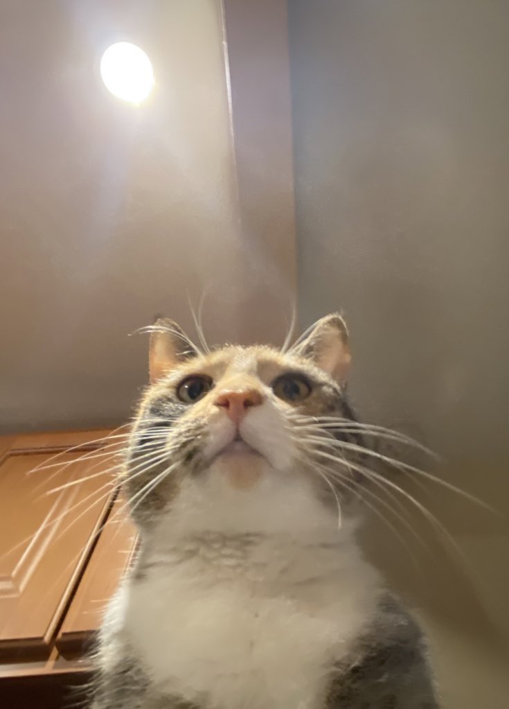 PennytheCate's tweet photo. i am goings to touches you https://t.co/nle5EgkB5i