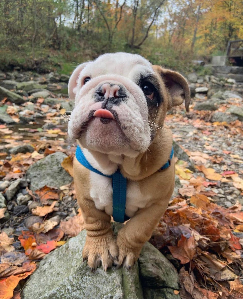 dog_rates's tweet photo. This is Tony. He’s been patiently waiting for brat summer to end so he can start his wrinkly potato autumn. 13/10 https://t.co/awFVP6y5gT