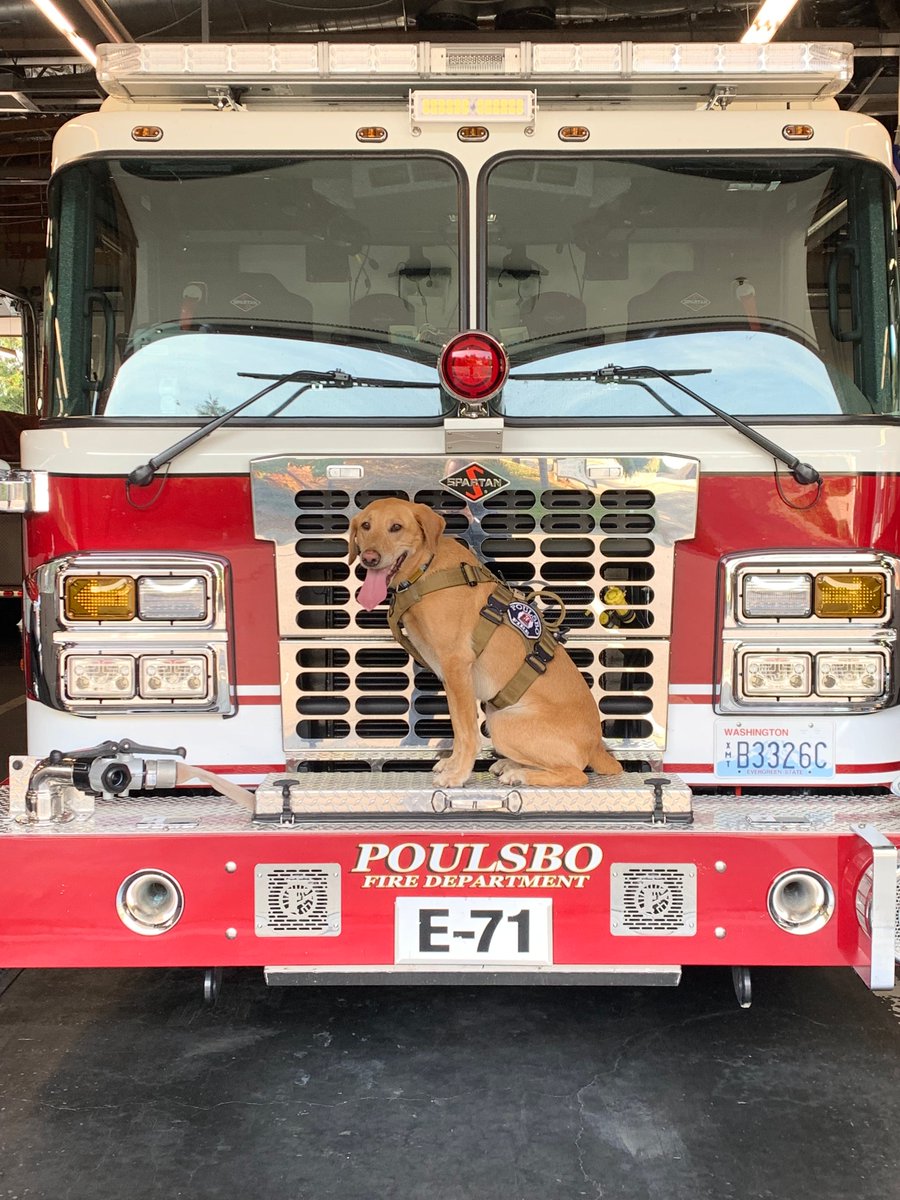 empactnw's tweet image. Our Disaster Search Canines are heroes on four legs and your donation keeps them ready to save lives:

$50 = 1 month of food
$100 = 1 training day
$500 = search equipment
$1,000 = disaster site transport

Donate: secure.givelively.org/donate/empact-…

#SearchDogs #SaveLives