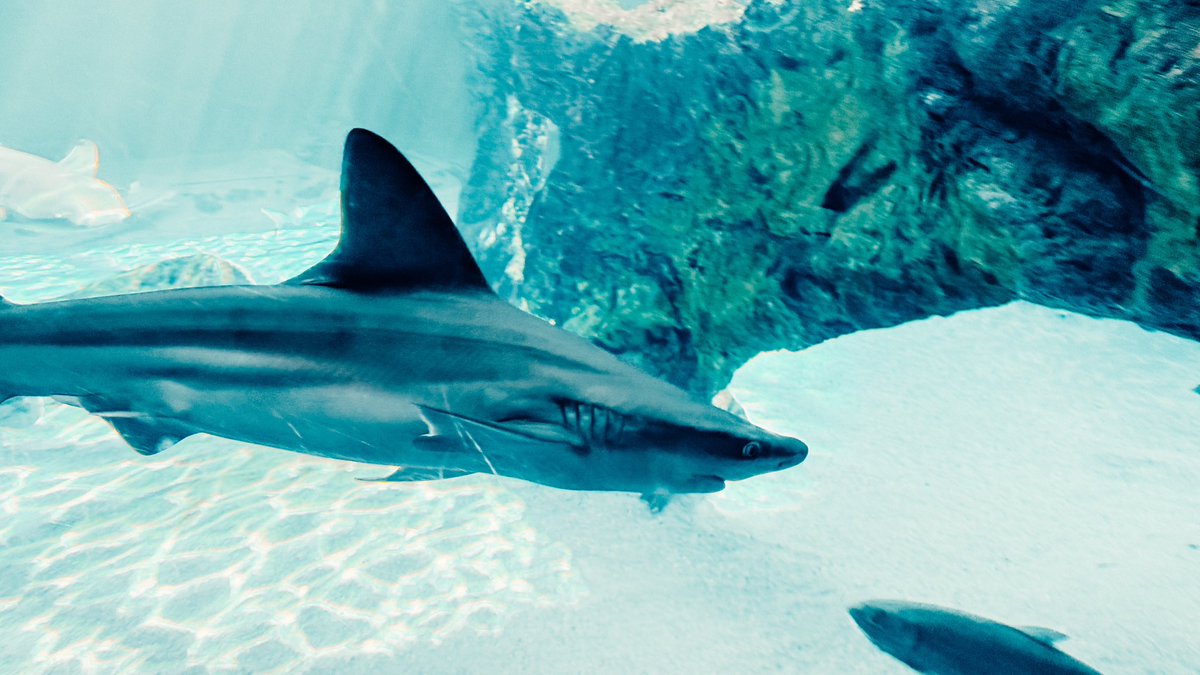 Ray Rodriguez tweet media