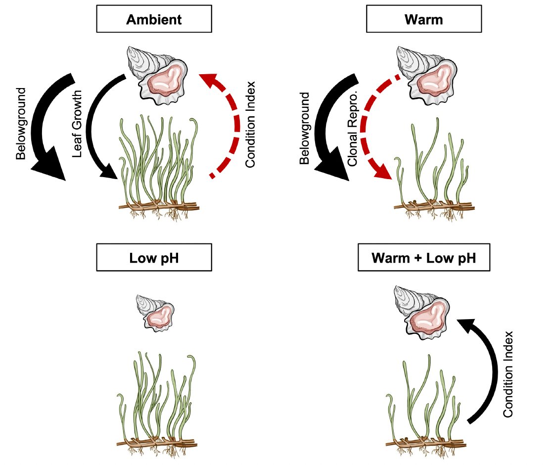 Katie DuBois (@katiedu_ecology) on Twitter photo NEW PAPER! "Shifting seagrass-oyster interactions alter species response to ocean warming and acidification" <a href="/JEcology/">Journal of Ecology</a>, grateful to coauthors and reviewers 🙂
<a href="/jbaumann3/">Dr. Justin Baumann</a>, <a href="/BowdoinCollege/">Bowdoin College</a>, #seagrass, #oysters
Read here: doi.org/10.1111/1365-2… NEW PAPER! "Shifting seagrass-oyster interactions alter species response to ocean warming and acidification" <a href="/JEcology/">Journal of Ecology</a>, grateful to coauthors and reviewers 🙂
<a href="/jbaumann3/">Dr. Justin Baumann</a>, <a href="/BowdoinCollege/">Bowdoin College</a>, #seagrass, #oysters
Read here: doi.org/10.1111/1365-2…