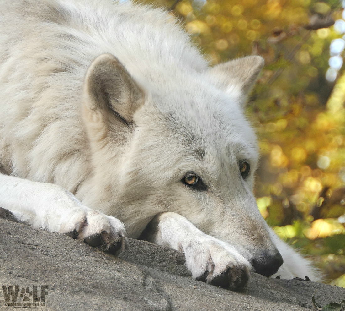 nywolforg's tweet image. If gray wolves are once again delisted, hunting seasons will happen in states where wolves are currently protected. Agencies give many reasons for hunting seasons - to control populations, promote tolerance, bolster deer pops, protect humans and livestock, + more.