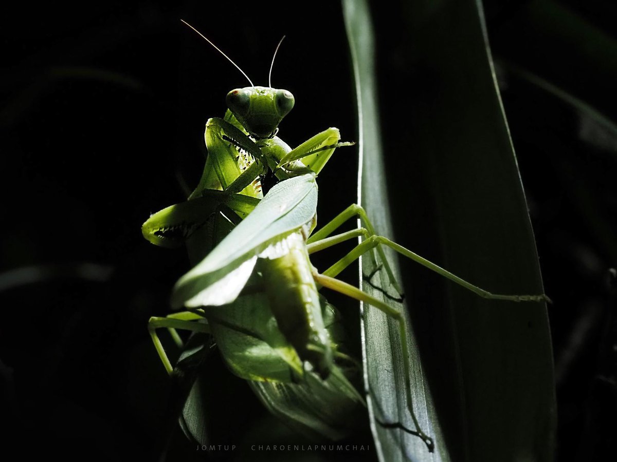 JTStory2008's tweet photo. This is the phenomenon of sexual cannibalism, found in some animals, including mantises. The female mantis eats the male's head after mating, a natural mechanism allowing her to gain extra nutrients to prepare for laying eggs. #JTStory https://t.co/RUq2K6T52Y