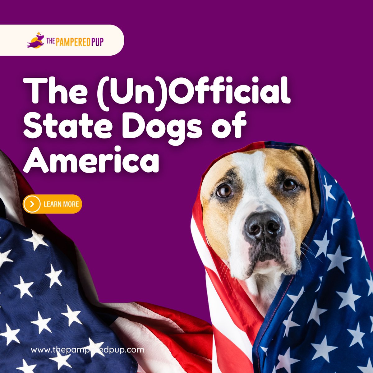 PupPampered's tweet photo. Paw-litical pups: America's unofficial state dogs revealed! 🐾🇺🇸

CA ❤️ Goldendoodles
WA &amp; MN: Huskies rule
ID &amp; ME: Border Collies herd votes

Full survey results: https://t.co/UL0krdoZjo

#thepamperedpup #statedogs #dogbreeds https://t.co/ulIoHdRO5g