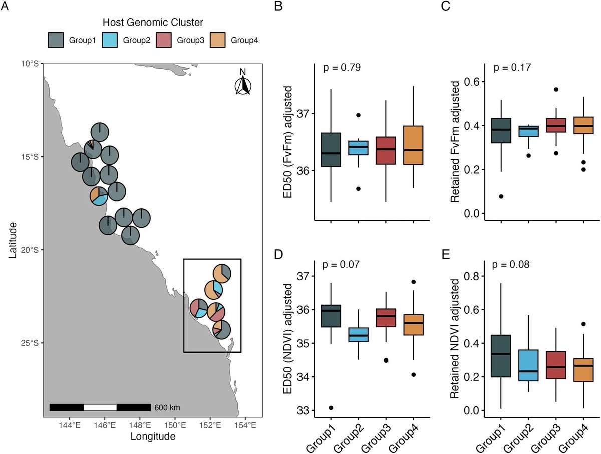 📢🪸Adaptation to thermal histories governs differences in coral heat tolerance between reefs, whereas within reefs, variations may instead be a result of genomic variations.

Check this new article by <a href="/MelissaNaugle/">Melissa Naugle</a> et al.!
nature.com/articles/s4324…

 <a href="/SCU_Australia/">Southern Cross University</a> <a href="/aims_gov_au/">Australian Institute of Marine Science</a>