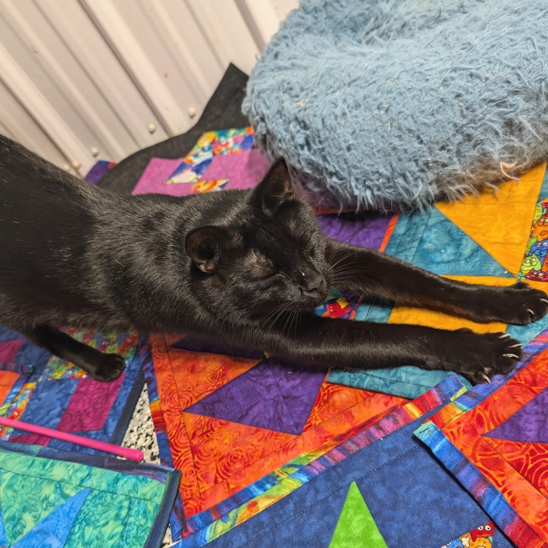 beaglefreedom's tweet photo. 🖤 It's #MatchmakerMonday. Meet KING!🖤
Age: 3
Location: OK
Did you know that black cats are the least likely to be adopted? 💔 ]
Please consider opening your heart to a black cat AND an animal testing survivor today! King needs a hero. 🐾

👉 Apply: https://t.co/q2QSJSU6Mx https://t.co/7AQ8nKdujX