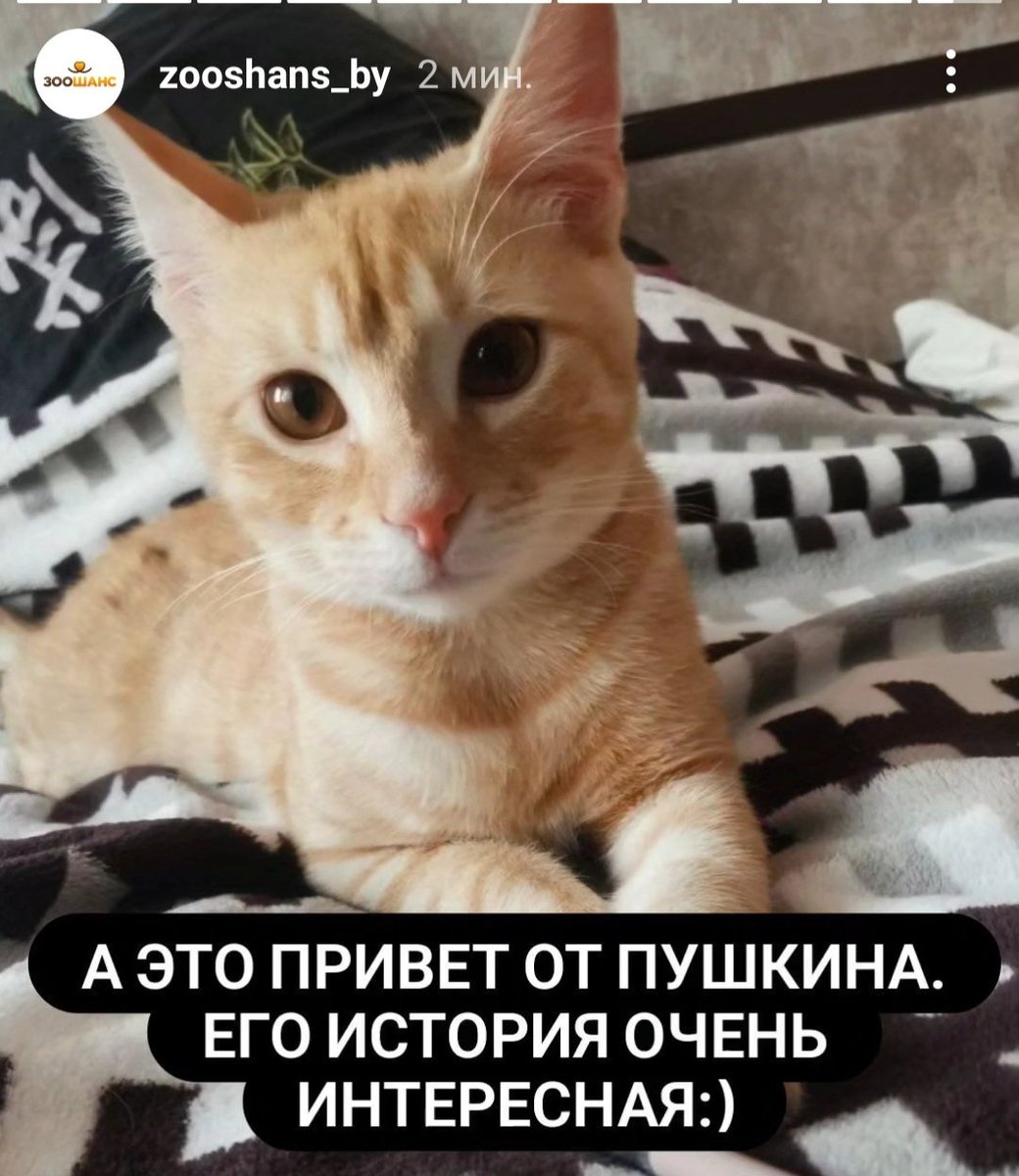 mrak_i_kotiki's tweet photo. В субботу на акции наконец нашёл дом Пушкин. Наш красивый рыжий парень уехал в конце дня, когда мы все были мягко говоря в недоумении: на него нет желающих? 🤔 на рыжего котенка? Неплохо там дома уже освоился и прислал привет )) чтож, ждем, кто на нас и откуда еще свалится )) https://t.co/CdUza8A6Fr