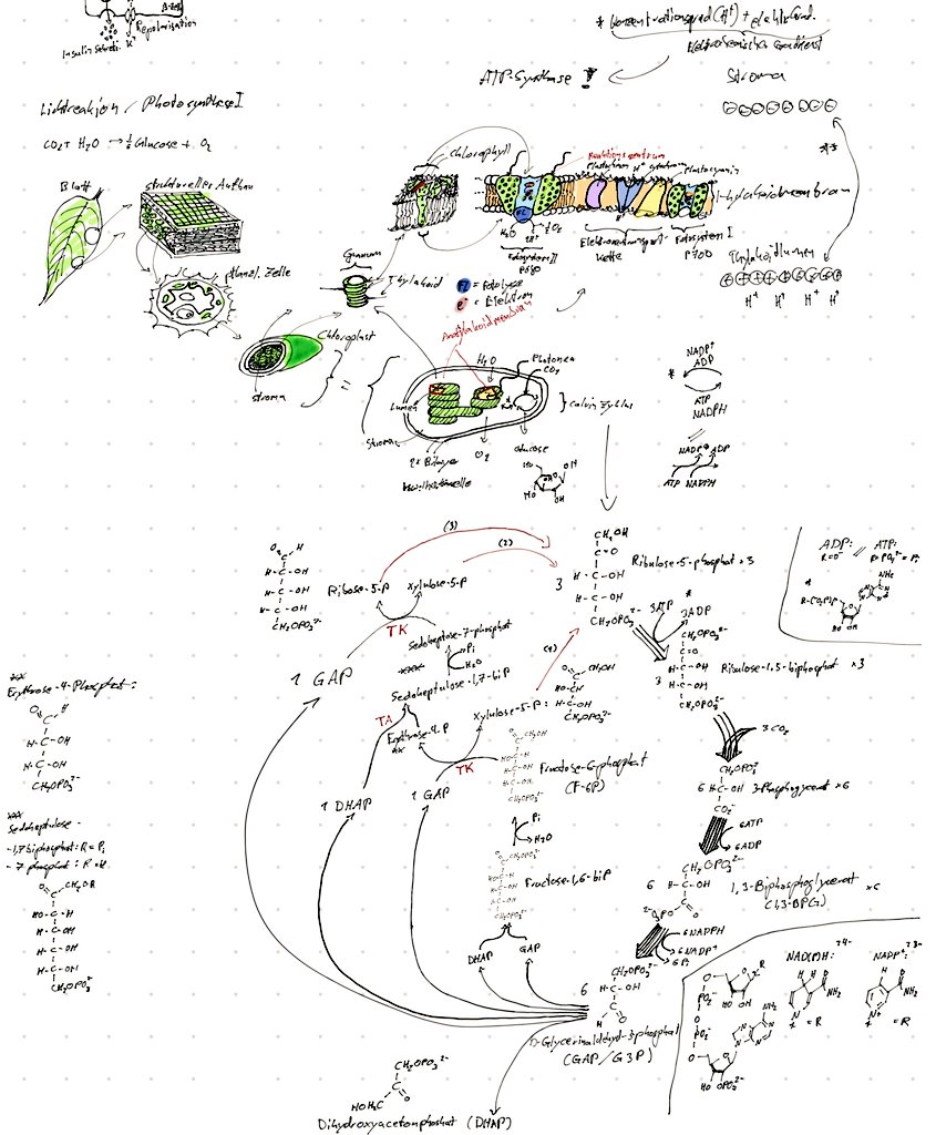 Der Örtliche Virologe tweet media