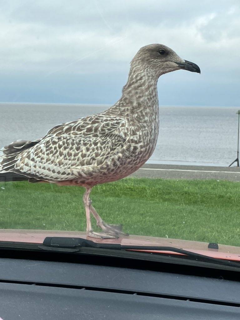 Someone was after my lunch 🥙😳