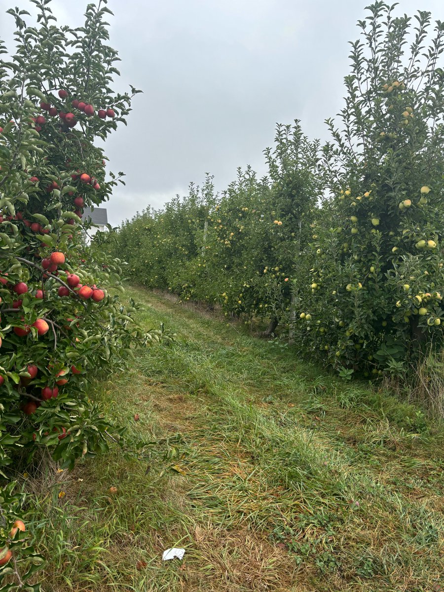 We had the opportunity to take a tour of Gavin Orchards this morning to learn more about picking, sorting, processing and storing of our local foods. We purchase apples and squash from Gavin Orchards for our lunch program here at West Ottawa!