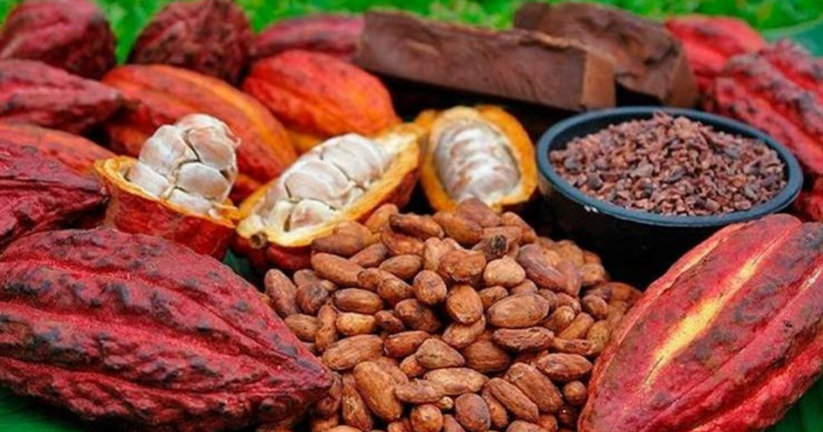 AFRICA24TV's tweet photo. Le groupe des pays producteurs de l’Organisation internationale du cacao (ICCO) a élu le 🇨🇲#Cameroun à la présidence du Conseil international du cacao pour la campagne 2024/2025. https://t.co/NZLKeLkfnt