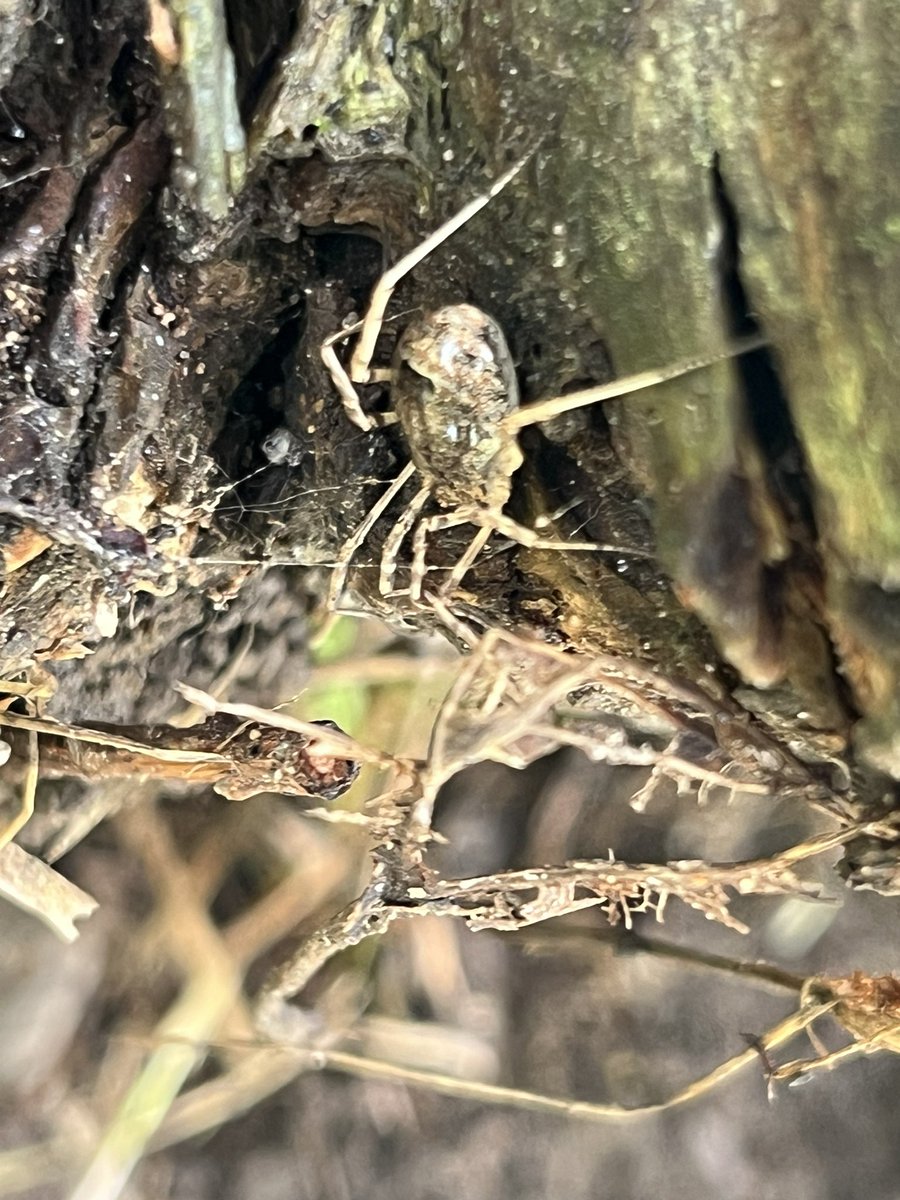 LEOforestschool's tweet photo. Today @ShawleyPrimary while searching for mini beasts at Forest School, we were thrilled to spot newts, centipedes, snails, worms, spiders, and so much more! Nature never ceases to surprise us ππΏ #MiniBeastHunt #NatureExploration #ForestSchool" https://t.co/spP21cszHm