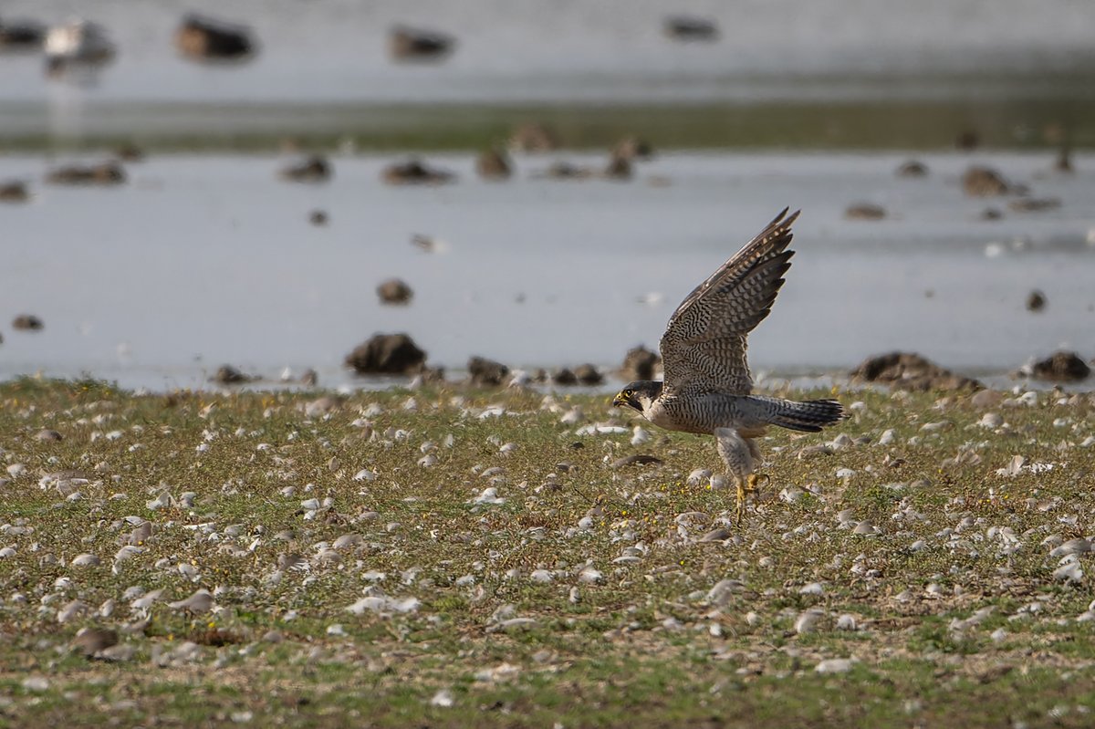 Jon (@mostly_birds) on Twitter photo Treated by <a href="/NorfolkWT/">Norfolk Wildlife Trust</a> & <a href="/ZEISSBirding/">ZEISS Birding</a> @ Cley this morning. April pic on NWT calendar looking very smart indeed!! 😊 Had another hour in Bishop’s and snapped assorted raptors. Thanks all for a very pleasant day. 🌦️#norfolkbirds #birding #britishbirds <a href="/NWTCleyCentre/">NWT Cley Marshes</a> <a href="/_TCartz/">Toby Carter</a> Treated by <a href="/NorfolkWT/">Norfolk Wildlife Trust</a> & <a href="/ZEISSBirding/">ZEISS Birding</a> @ Cley this morning. April pic on NWT calendar looking very smart indeed!! 😊 Had another hour in Bishop’s and snapped assorted raptors. Thanks all for a very pleasant day. 🌦️#norfolkbirds #birding #britishbirds <a href="/NWTCleyCentre/">NWT Cley Marshes</a> <a href="/_TCartz/">Toby Carter</a>