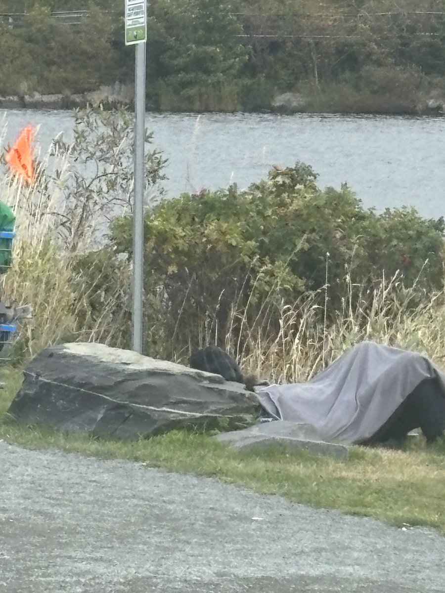 learning_ann's tweet photo. On my walk today around QV Lake. Hard to believe this is NL anymore🙅‍♀️ https://t.co/nsMkxxzLsI