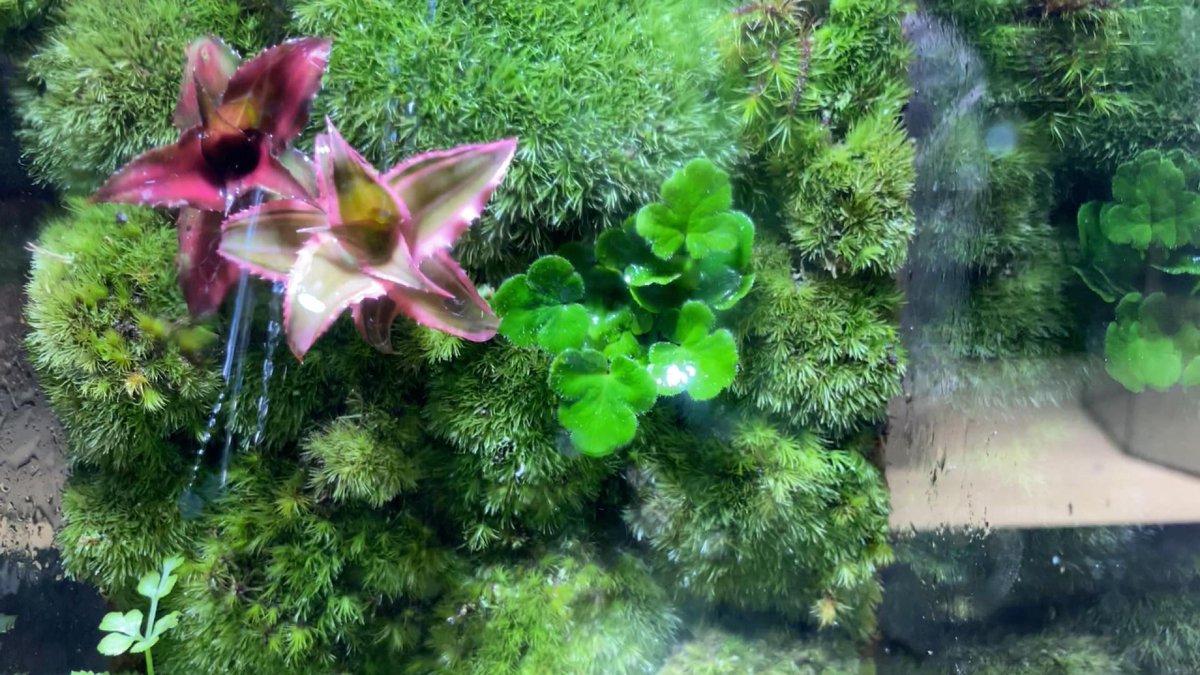 ali_lakkis's tweet photo. We making a mini Terrarium with 100% Natural Plants, Stones, and Real So... https://t.co/C9DijE23fi qua @YouTube https://t.co/OeUEmtQ2zX