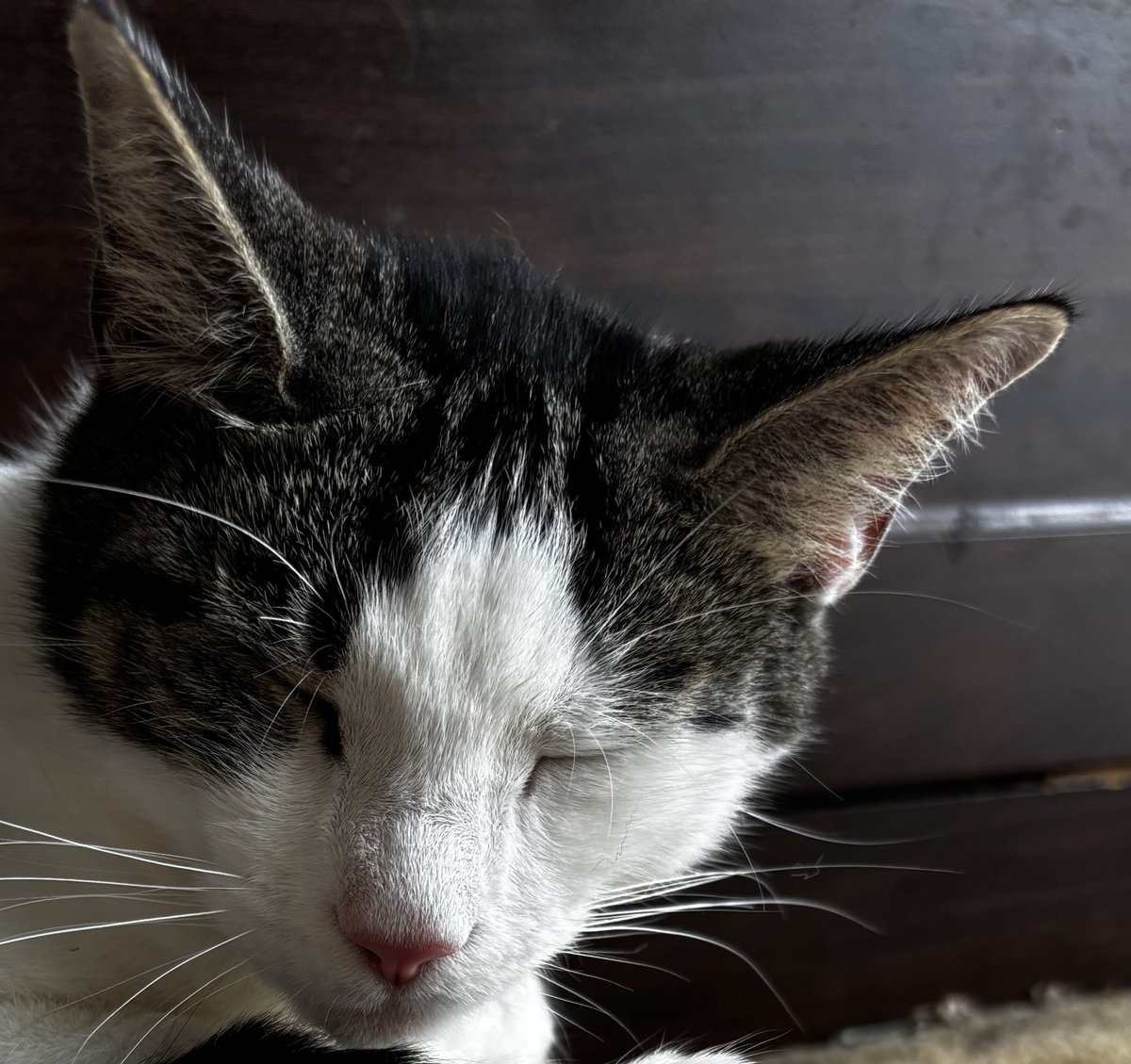 Niestety nikt dziś nie pomógł

wszystkiego już zaczyna brakować…. Jedzenia, piasku, medykamentòw…. 

Proszę, nie bądźcie obojętni…. 

Z serca serdecznie dziękuję, w ich imieniu. 

zrzutka.pl/5zywr4