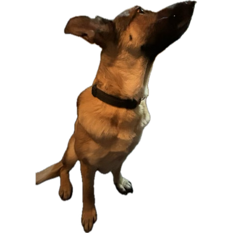 MaldingR6's tweet photo. @WINABLEgg Admin Belgian Shepard approves https://t.co/2abtzeOWNG