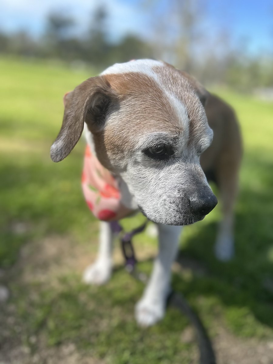 Mondays for me will forever be Mollie Monday. Thanks again for the positivity during my battle. 🐕 legend! <a href="/markellislive/">Mark Ellis</a> thanks for keeping my head up every Monday with these they really did help, sending you love. 🙏🏻