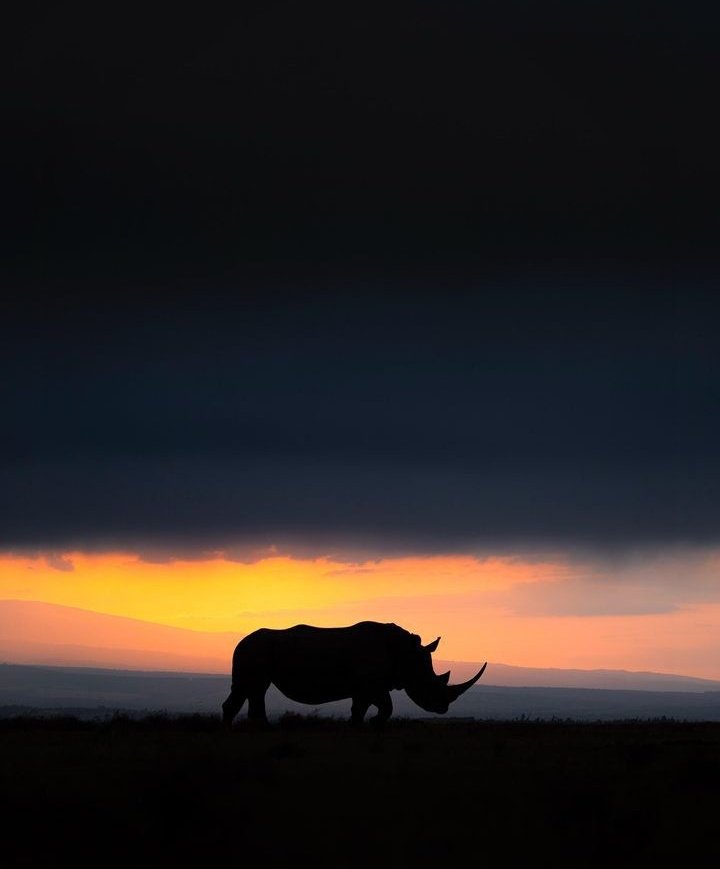 kenyapics's tweet photo. Kifaru kubwa 

Photo credit @hshphoto https://t.co/hdHVUFLHlm