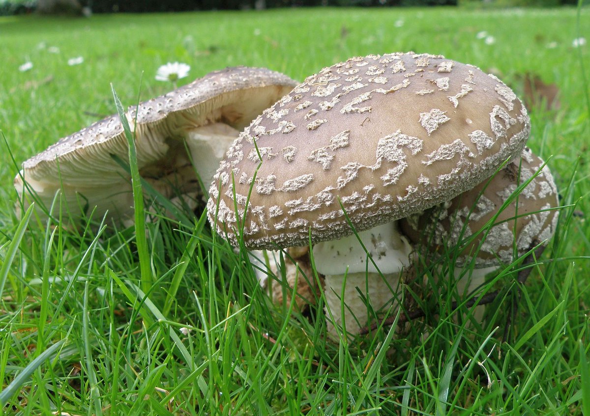 FirstNature1's tweet photo. 𝑨 𝑺𝒑𝒐𝒕 𝑶𝒇 𝑩𝒐𝒕𝒉𝒆𝒓
Fly Agaric 𝐴𝑚𝑎𝑛𝑖𝑡𝑎 𝑚𝑢𝑠𝑐𝑎𝑟𝑖𝑎 has white spots on its cap... usually, but not always. Grey Spotted Amanita 𝐴𝑚𝑎𝑛𝑖𝑡𝑎 𝑒𝑥𝑐𝑒𝑙𝑠𝑎 var. 𝑠𝑝𝑖𝑠𝑠𝑎, more reliably spotted, can be patchy. Both have a '𝑗𝑖𝑧𝑧' that helps with ID. https://t.co/oKvtGLIjAv