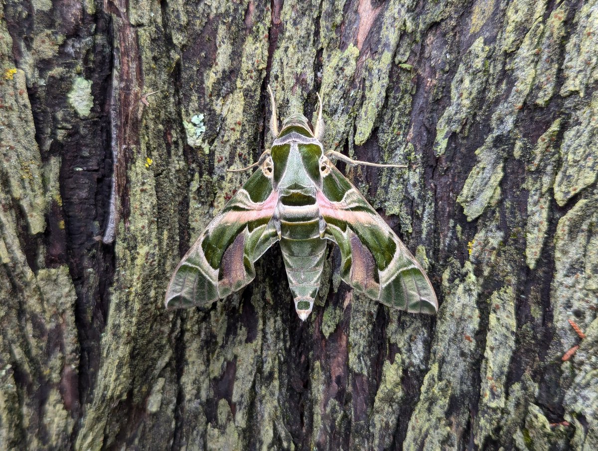 Well that certainly brightened up the day, oleander hawk moth, old town churchyard, st Mary's, Scilly.