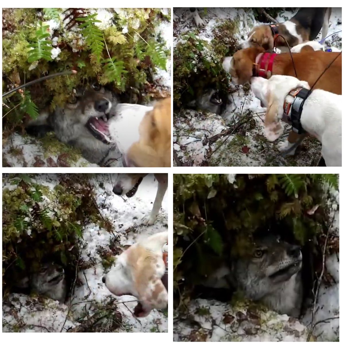 Last year there was a bill to ban #coyote hounding and it went nowhere because of heartless politicians. Here is what a NH coyote being hounded goes through before he is shot. He's cornered, scared, helpless and terrorized. #BanHounding #NHPolitics #Coexist