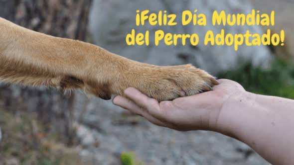 DiloConPerritos's tweet image. Hoy celebramos el #DiaMundialDelPerroAdoptado 🐶

Un día para concienciar a la población sobre el compromiso que lleva hacerse cargo de una vida. Todos merecemos una segunda oportunidad, y una familia que nos ame y cuide ❤️

Si también tienes un adoptado comparte su foto aquí ⤵️