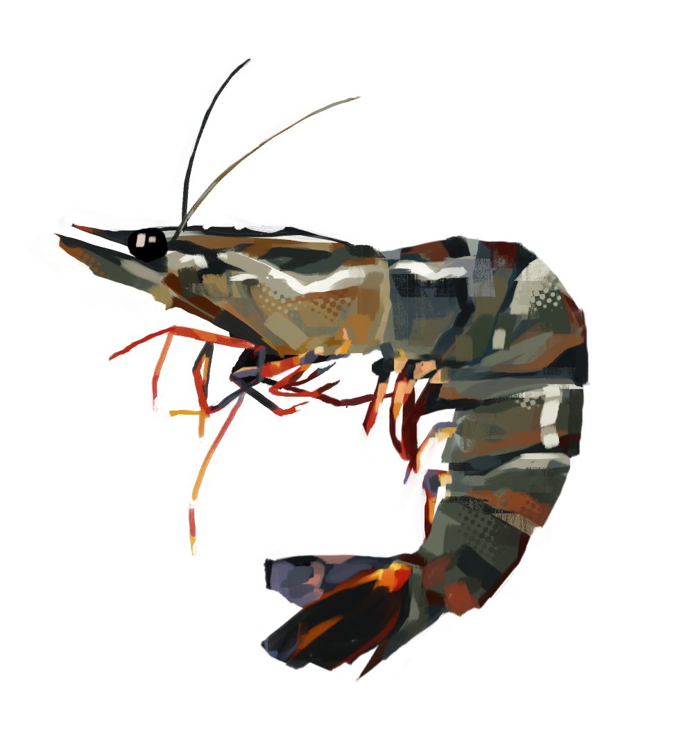 spouons's tweet photo. a shrimp to usher in all the new people! rejoice! https://t.co/gYLXAslzYJ