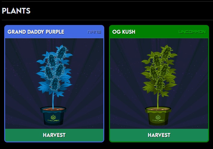 jason_shimmy's tweet photo. If you really want to know what we do over @ @THC_Labz and what @The_Kronic_King has in store, I'll let you in on a little and show you what you are missing! ๐ฅ๐ฅ๐ฅ #THC_Labz #NFT #LFGROW #P2E #DeFiTuesday #DeFi
1) You harvest your plants: https://t.co/VNDfOzuDyI